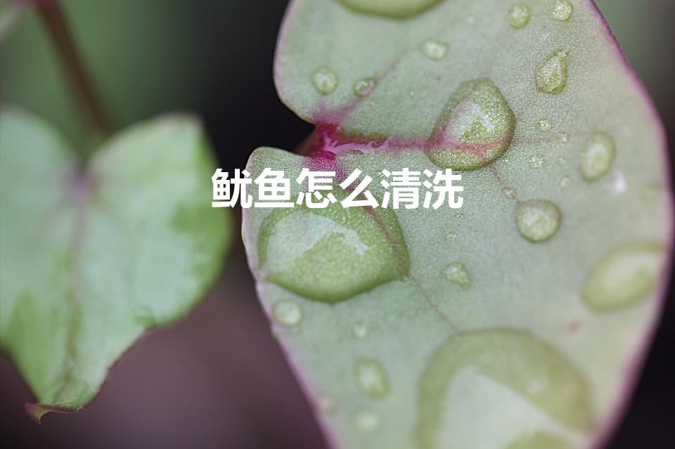 鱿鱼怎么清洗（怎么清洗鱿鱼）