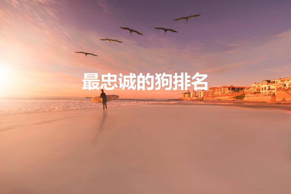 最忠诚的狗排名（最忠诚的狗排名第一）