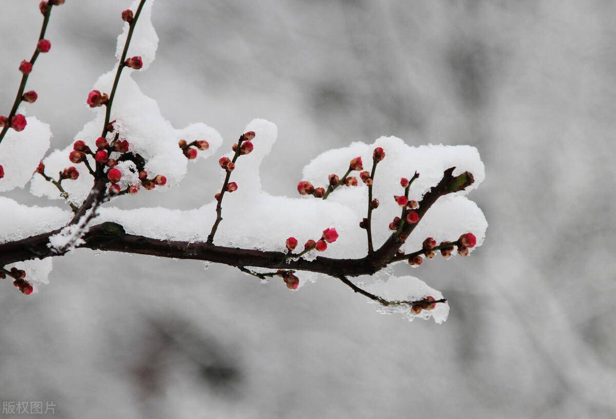 大雪节气诗句文案？漫天飘雪的唯美诗句