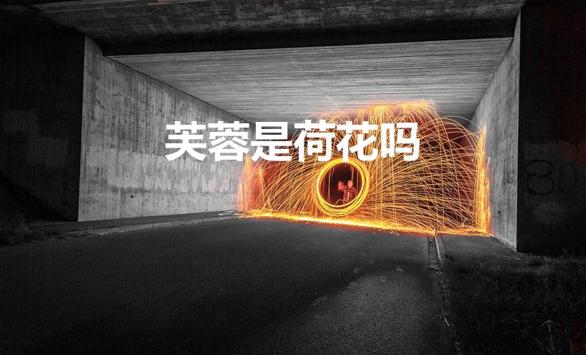 芙蓉是荷花吗（芙蓉指的就是荷花吗）