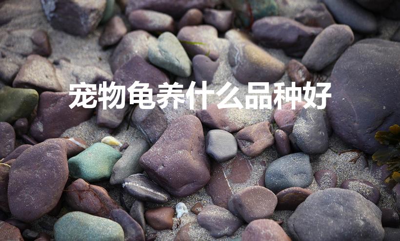 宠物龟养什么品种好（哪个品种的乌龟最好养）