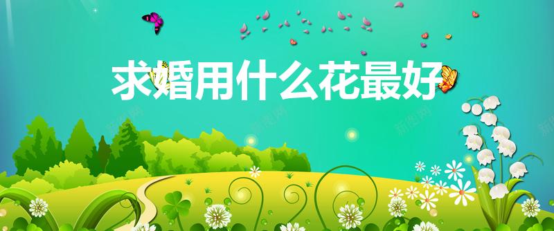求婚用什么花最好（求婚用什么花 求婚用哪些花）