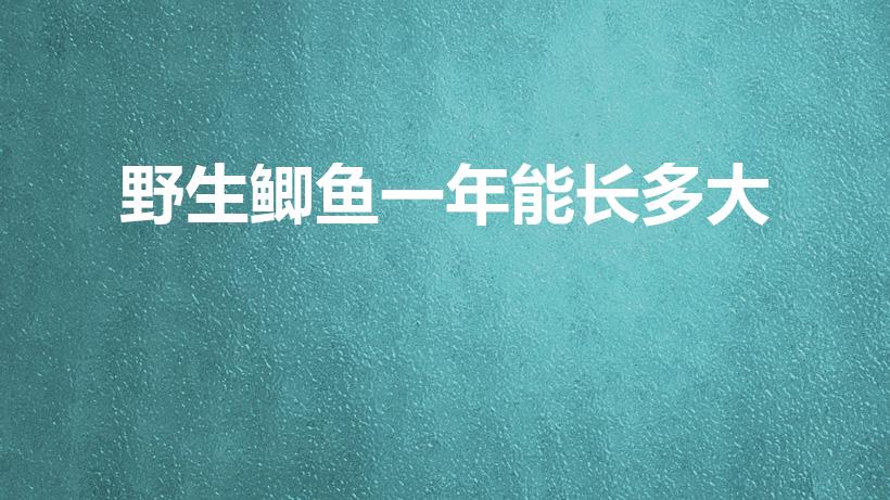 野生鲫鱼一年能长多大（鲫鱼一年可以长多大）