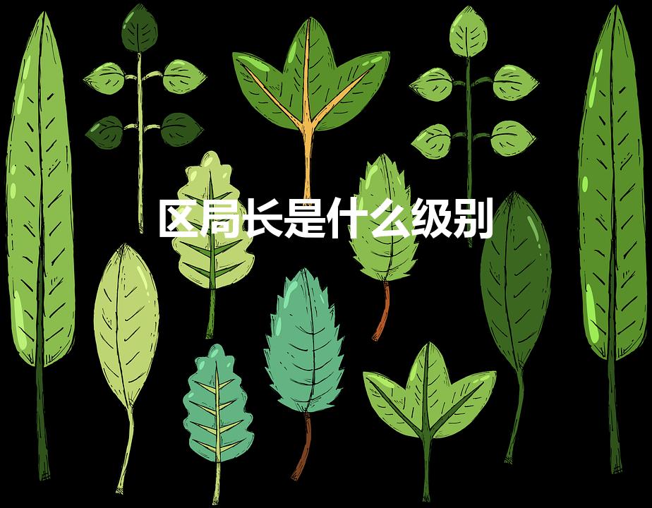 区局长是什么级别
