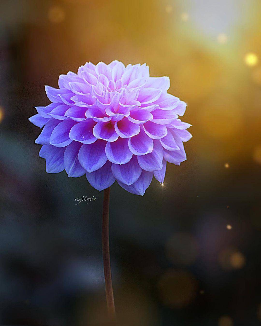 1c7b40b8b44d499ebc7bab934a347153noop.image_ 1c7b40b8b44d499ebc7bab934a347153noop.image_